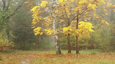 Autumn in a forest Video stock 12258388