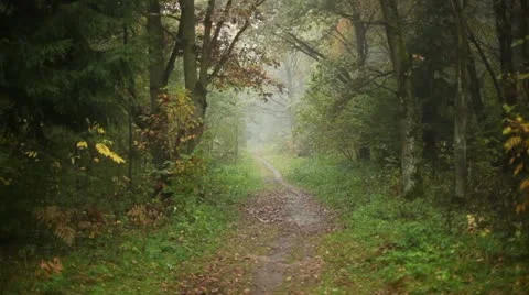 Autumn in a forest Stock Footage 12268259