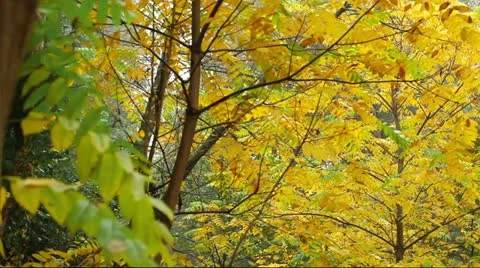 Autumn in a forest Stock Footage 12268291