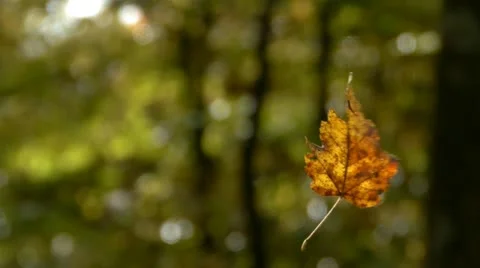 Autumn forest Video stock 12359143