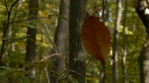 Autumn forest Stock Footage 12361257