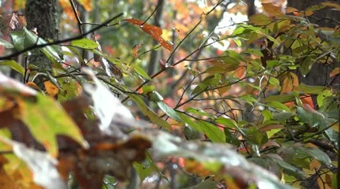 Autumn forest 스톡 동영상 12361816