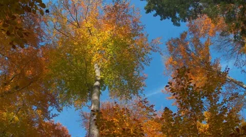 Autumn forest Stock Footage 12552441