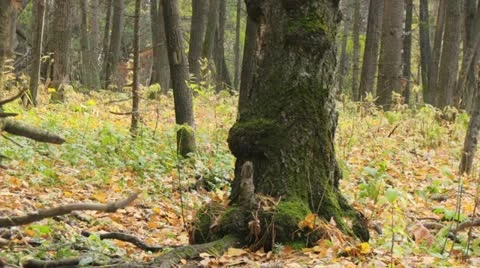 Autumn forest Видео 18185701