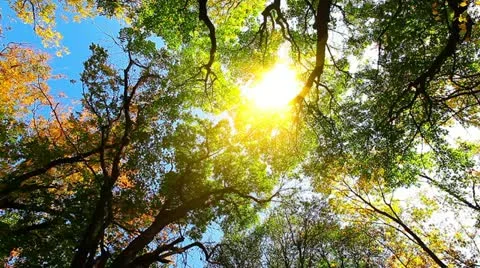 Autumn forest Stock Footage 20454207