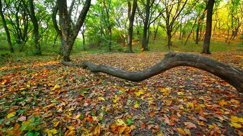 Autumn forest Stock Footage 20491681