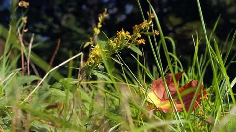 Autumn in the forest Video stock 21844931