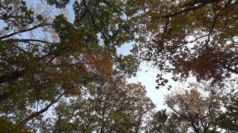 Autumn forest 스톡 동영상 25208677