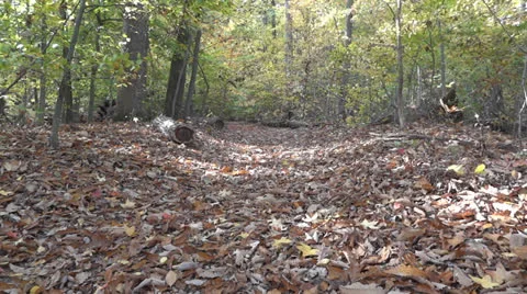 Autumn forest 스톡 동영상 25208709
