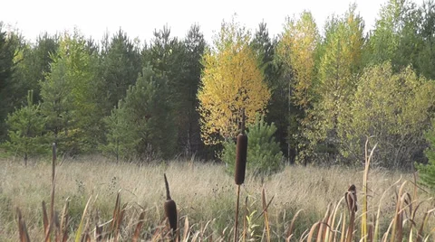 Autumn forest Stock Footage 28505581