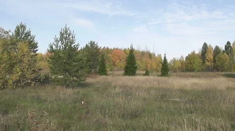 Autumn forest Stock Footage 28510873