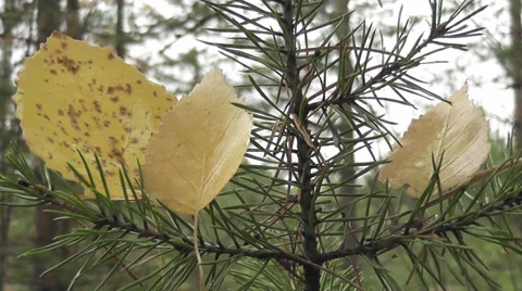 Autumn forest Stock Footage 28579826