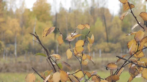 Autumn forest Stock Footage 28588463