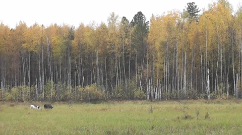 Autumn forest Stock Footage 28592843
