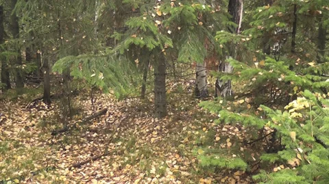 Autumn forest Stock Footage 28601467