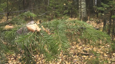 Autumn forest Stock Footage 28605677