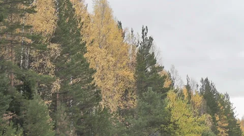 Autumn forest Stock Footage 28612935