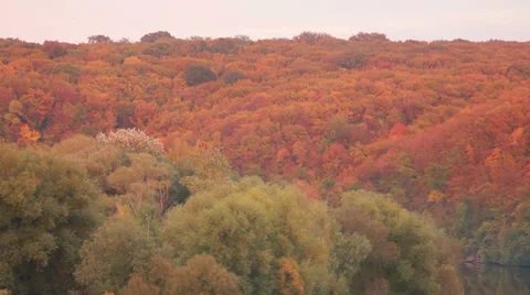 Autumn Forest Stock Footage 31092037