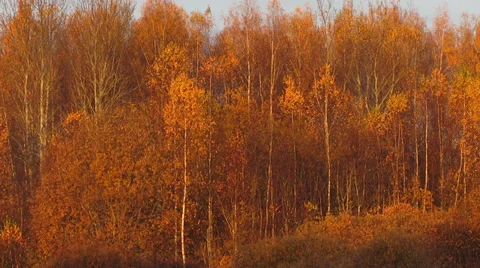 Autumn forest 動画素材 31745000