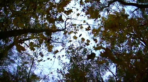 Autumn, forest 스톡 동영상 32055423