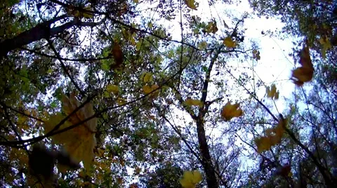 Autumn,  forest Stockbeeldmateriaal 32055454