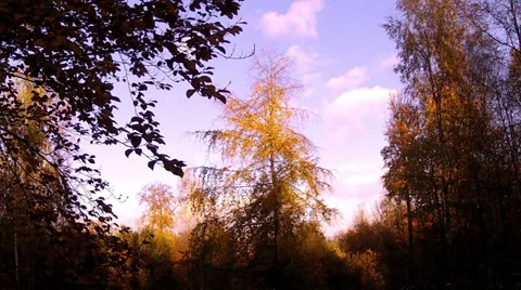Autumn forest. Stock Footage 35305713