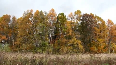 Autumn forest Video stock 36213189