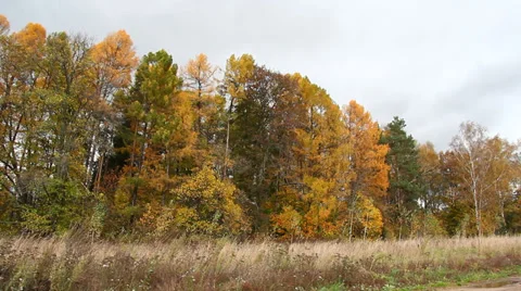 Autumn forest Video stock 36213434