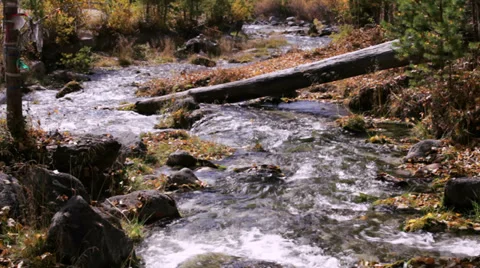 Autumn forest Stock-Footage 37596722
