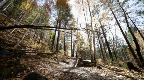 Autumn forest Stock-Footage 37596808