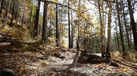Autumn forest 스톡 동영상 37596846