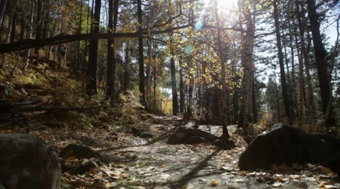 Autumn forest Stock Footage 37597104