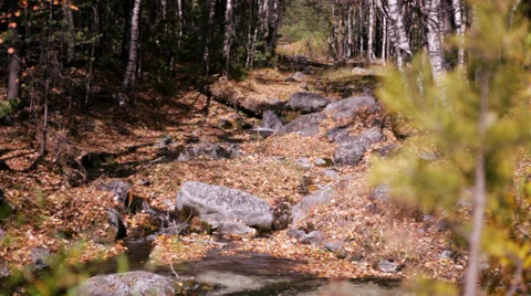 Autumn forest Stock-Footage 37597139
