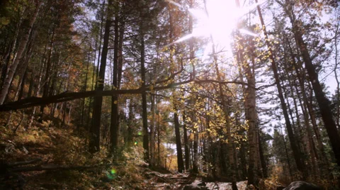 Autumn forest Stock Footage 37597181