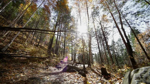 Autumn forest Stock Footage 37597187