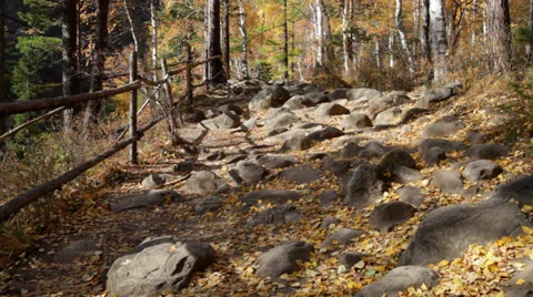 Autumn forest 스톡 동영상 37597421