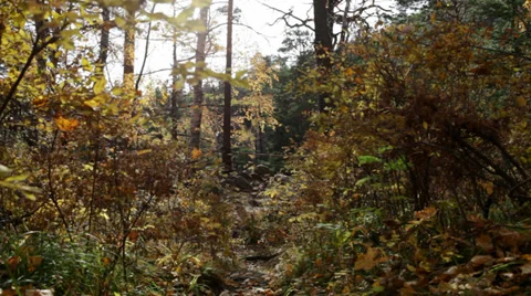 Autumn forest Stock Footage 37597466