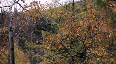 Autumn forest Stock Footage 37597556