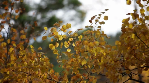 Autumn forest Stock-Footage 37597584
