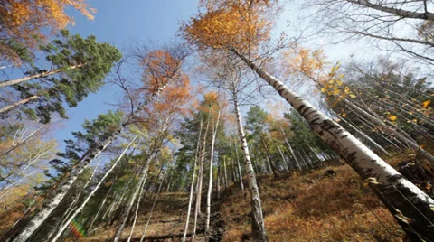 Autumn forest Stock Footage 37597731