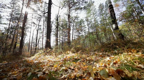 Autumn forest Stock Footage 37597770