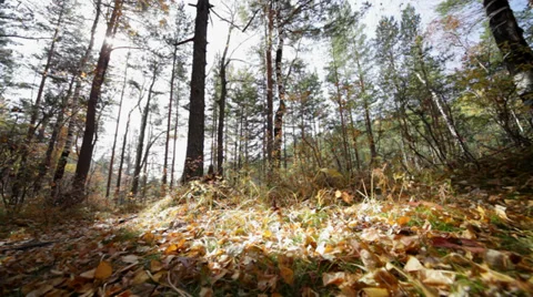 Autumn forest 스톡 동영상 37597822