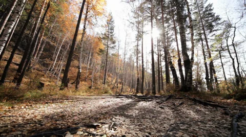 Autumn forest Stock Footage 37597931