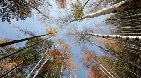 Autumn forest Stock Footage 37598006