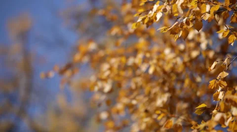 Autumn forest Stock Footage 37598068