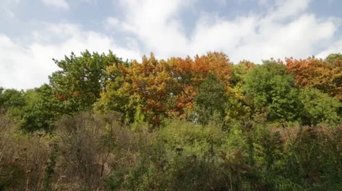 Autumn forest Stock Footage 42441388