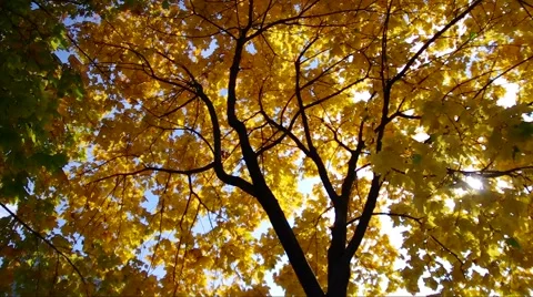 Autumn Forest Stock Footage 43561766
