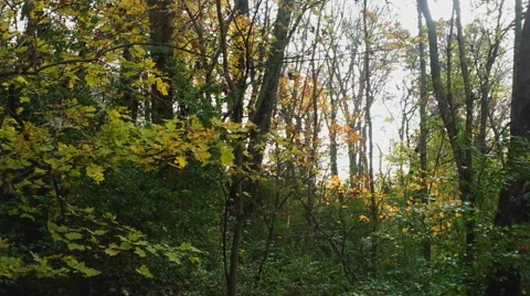 Autumn Forest Stock Footage 43808016