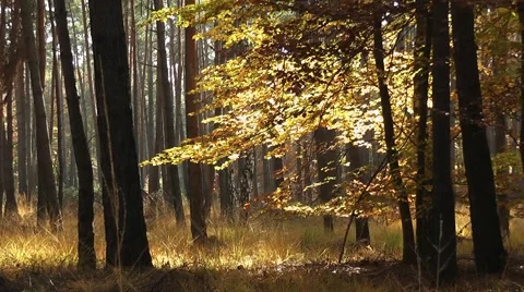 Autumn in the forest Stock Footage 44809060