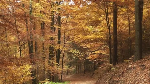 Autumn in the forest Stock Footage 44809073